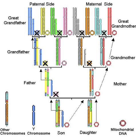 Genetic Genealogy